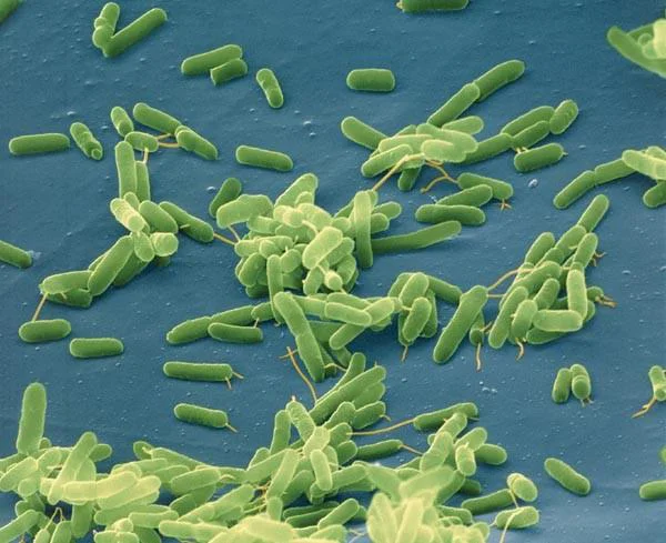 bacteriass