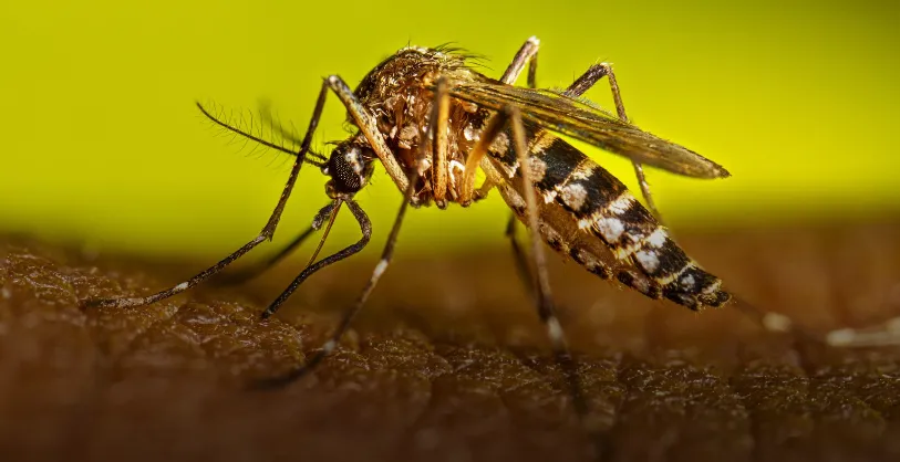 dengue