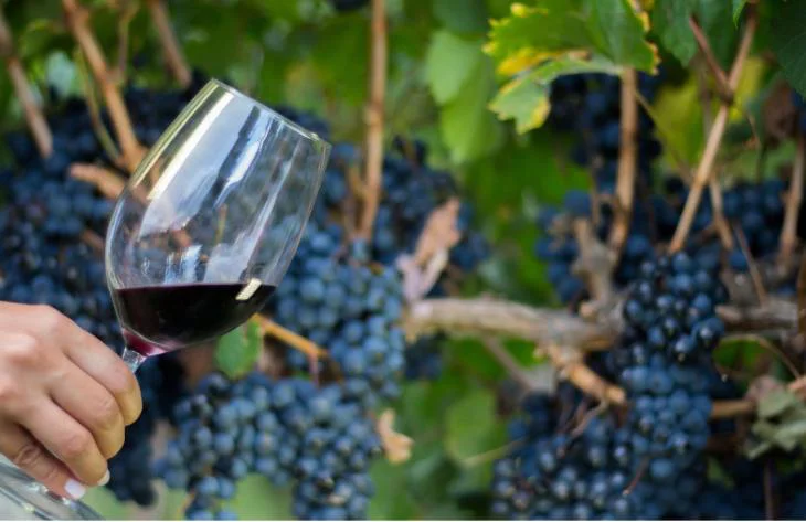 vino