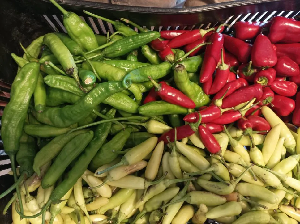 1070388_202502082341440000001