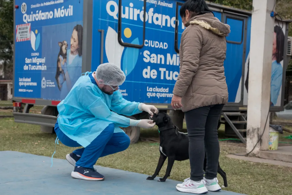 animales