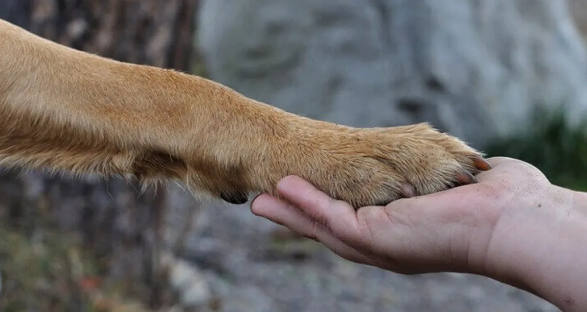 El mejor amigo del hombre