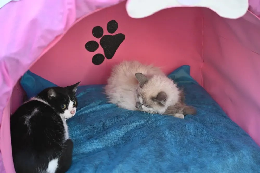 multimedia.grande.b98eb3868532aaba.Z3JhbmRlLndlYnA=