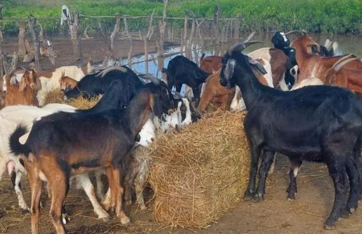 730x473_260320115248_56815