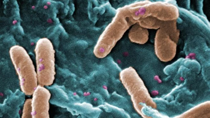 bacterias2