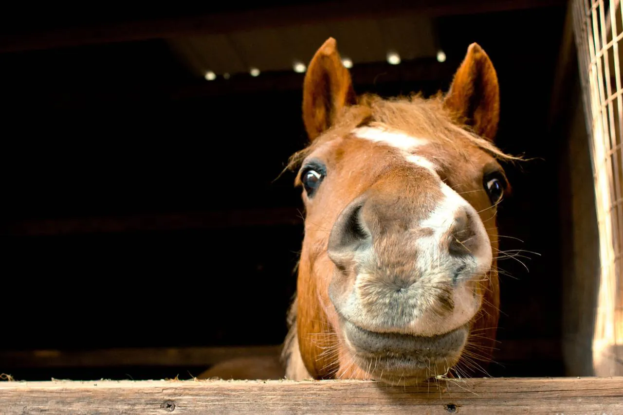 Caballo IA