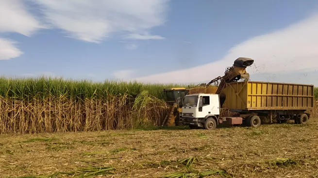 ingenios-azucareros-tucuman-cana-azucar-ledesmajpeg
