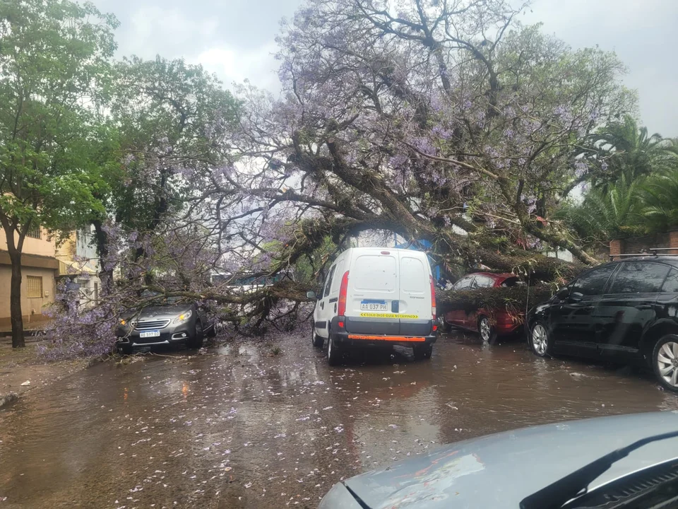 arbol caido los primeros
