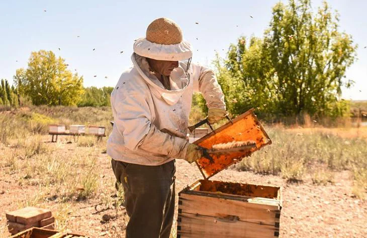 abejas