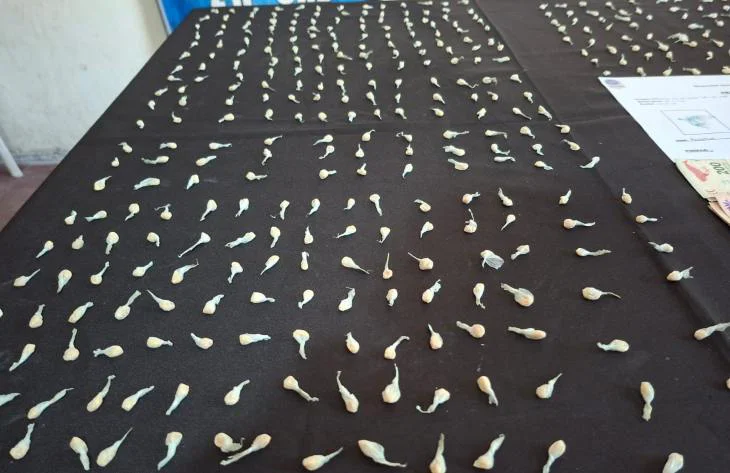 730x473_260408152642_33858